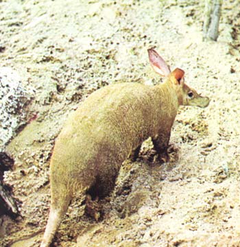 http://www.achetudoeregiao.com.br/animais/gif_animal/oricteropo.jpg