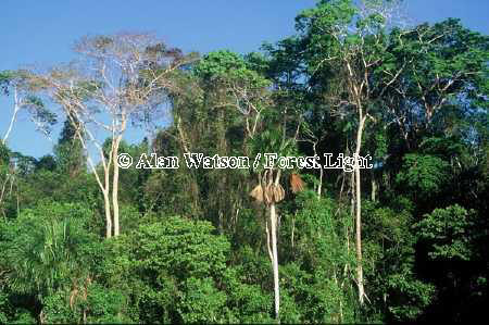 Palo ana tree (Apuleia leiocarpa) (l) & aguaje palms (Mauritia flexuosa) in lowland tropical rainforest near Lake Sandoval, Tambopata National Reserve, Madre de Dios, Peru