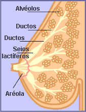 Anatomia da mama