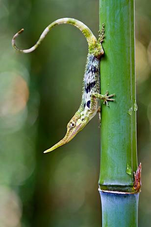 Lagarto "Pin Quio" Considerado Extinto H 50 Anos Encontrado No Equador