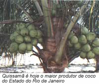 Quissam  hoje o maior produtor de coco do Estado do Rio de Janeiro