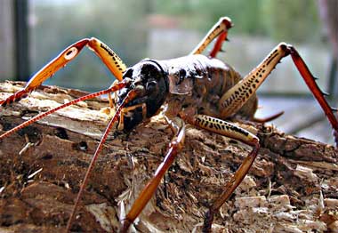 Conheça o weta, o maior e mais pesado inseto do mundo - TecMundo