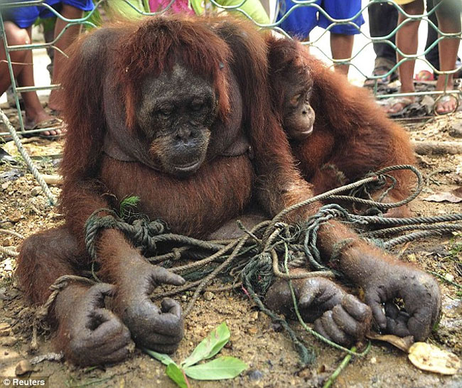 Orangotango ameaçado de extinção é visto fumando em zoológico no