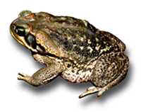 Bufo-paracnemis-recortado.jpg (36424 bytes)